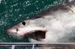 A Great White Shark is attracted by a lure on the 'Shark Lady Adventure Tour' on October 19, 2009 in Gansbaai, South Africa.
