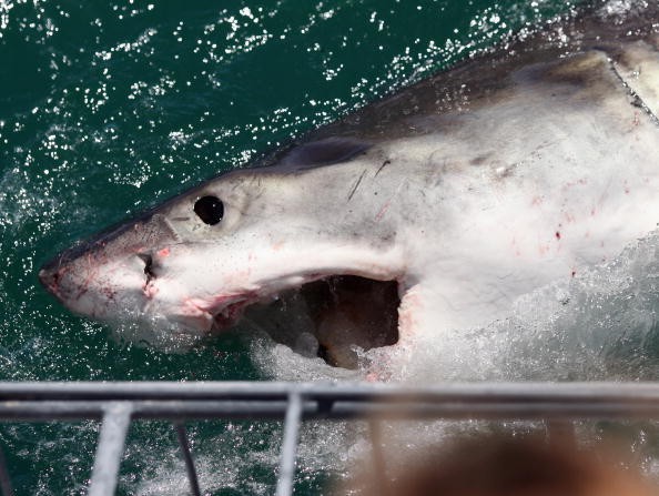 A Great White Shark is attracted by a lure on the 'Shark Lady Adventure Tour' on October 19, 2009 in Gansbaai, South Africa.