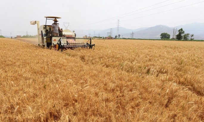 A farmer harvests wheat in Yanguoxia Town of Yongjing County in Linxia Hui Autonomous Prefecture.