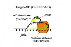 Deaminase is attached by a linker to nuclease-deficient CRISPR/Cas9. Guide RNA recognizes the DNA sequence of target genome and the deaminase modifies the base of the unwound DNA.