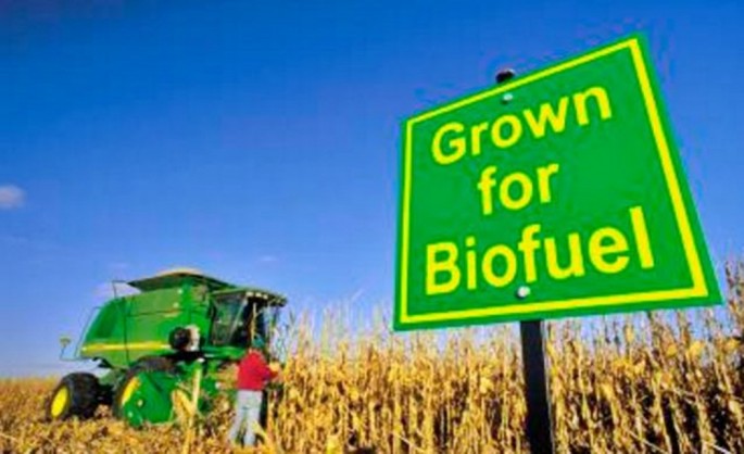 Biofuel crop in the United States.
