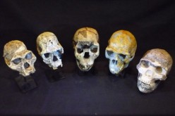 Skull casts from human evolution. Australopithecus afarensis, Homo habilis, Homo ergaster, Homo erectus and Homo neanderthalensis.