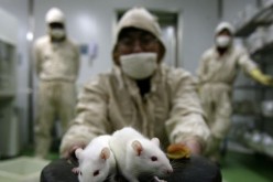 Chinese researchers using mice for antibiotic tests.