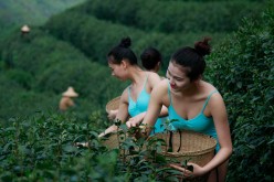 Girls pick tea in a tea garden during the shooting of a television show in Hangzhou, Zhejiang Province of China on April 17, 2016.
