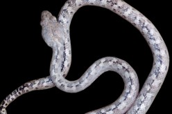 The ghost snake discovered in Madagascar