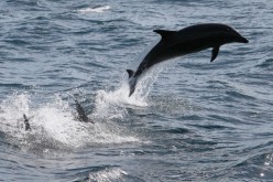 Bottlenose dolphins leap off the Southern California coast on January 30, 2012 near Dana Point, California.