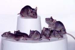 Three Generations Of Cloned Mice