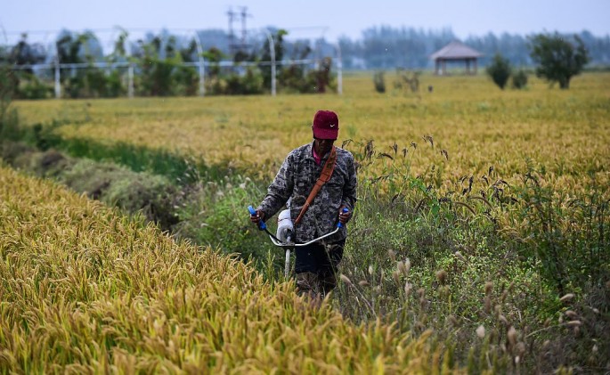 A farmer works in a rice field in Shenyang.
