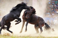 Two horses fight each other at a competition in Liuzhou, Southwest China's Guangxi Zhuang autonomous region, on Oct. 1, 2016. 