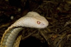 An adult monocled cobra 