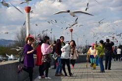 Tourists Play With Seagulls In Kunming