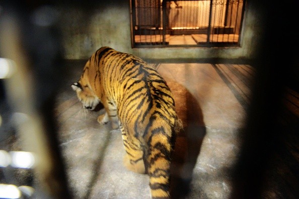 Two Illegal Domesticated Siberian Tigers Are Saved In Qingdao