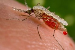 a-malaria-carrying-anopheles-stephensi-mosquito-jpg.jpg