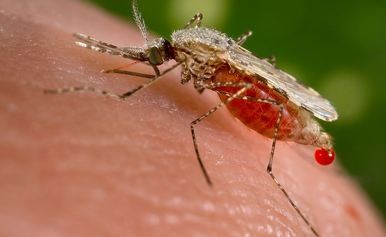 a-malaria-carrying-anopheles-stephensi-mosquito-jpg.jpg
