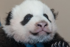 Giant panda Bao Bao was born in Aug. 2013 at the Smithsonian's National Zoo in Washington D.C. and is set to move to China next year.