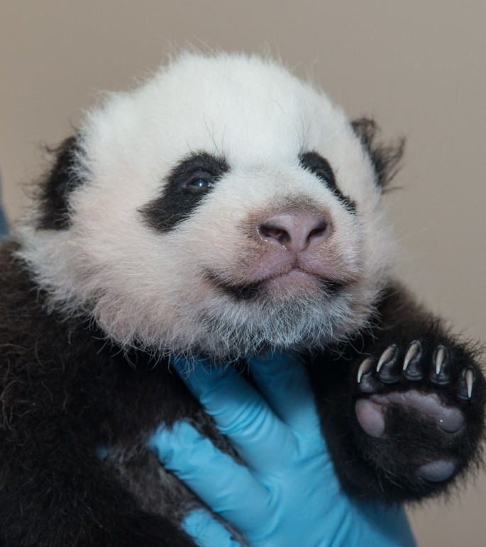 Giant panda Bao Bao was born in Aug. 2013 at the Smithsonian's National Zoo in Washington D.C. and is set to move to China next year.