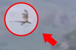 Flying Dragon Video