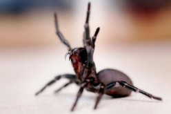 A Funnel Web spider is pictured at the Australian Reptile Park January 23, 2006 in Sydney, Australia. 