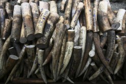 A total of 182 wildlife smugglers were detained after an international joint law enforcement campaign. 