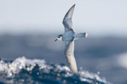 Some species of seabirds, including blue petrels, are particularly vulnerable to eating plastic debris at sea.        