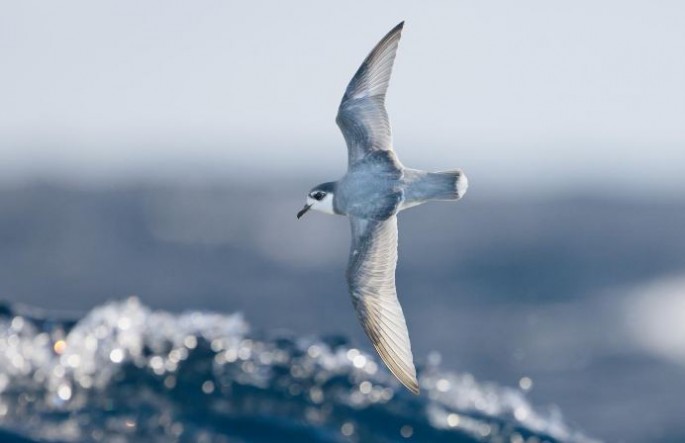 Some species of seabirds, including blue petrels, are particularly vulnerable to eating plastic debris at sea.        