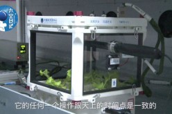 Lettuce grows in the Tiangong-2 space lab.