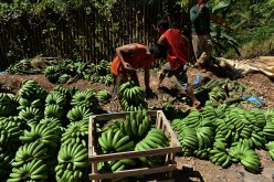 With the strengthened China-Philippines relations, Filipino farmers can earn more by exporting fruits such as bananas, pineapples, mangoes and coconuts.