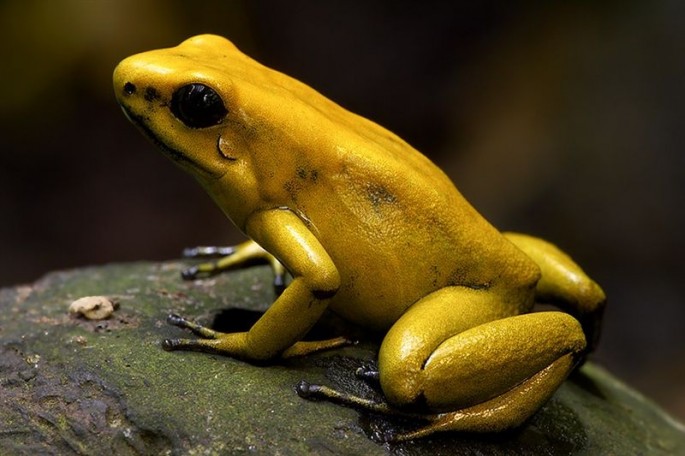 Golden poison frog.jpg