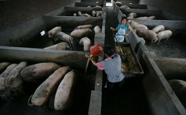 Workers feed pigs in a farm on July 10, 2007, in Chongqing Municipality, China.