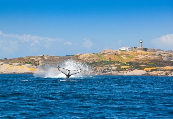 whale-watching-in-eurobodalla--photo-credit--eurobodall_16000751_800499927_0_0_14086412_600.jpg