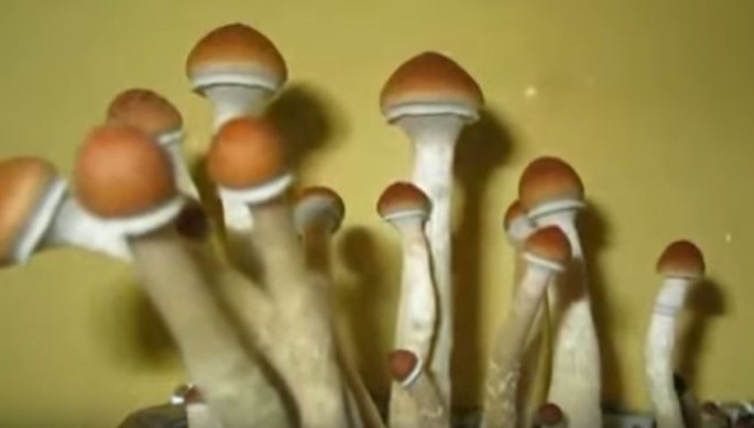 Psychedelic Science: Magic Mushrooms