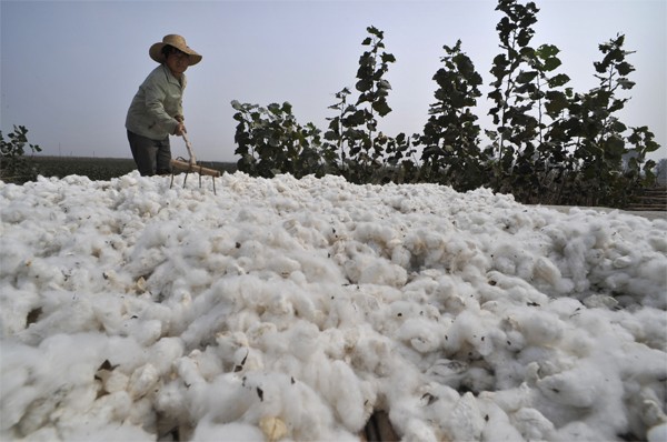 Xinjiang-cotton.jpg