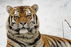 siberian-tiger-photo-0001.jpg