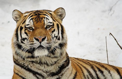 siberian-tiger-photo-0001.jpg