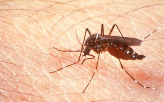 Aedes.jpg