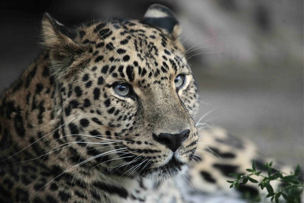 Amur-leopard.jpg
