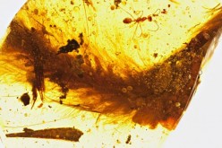 feathered dinosaur tail in amber