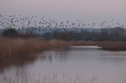 Starlings return to their roosts at Shapwick Heath, a wetland reserve, as the sun sets on February 1, 2012 near Glastonbury, England. 