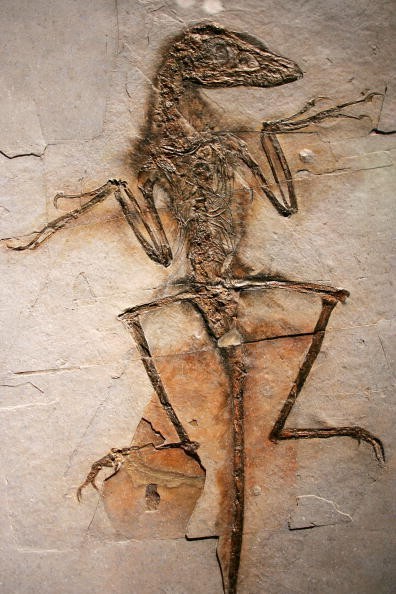 A fossil of a Sinornithos from a 130-million-year-old forest that existed in what is now Liaoning Province, China.