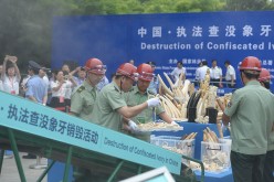 China Destroys Over 662 Kilograms Of Ivory In Beijing