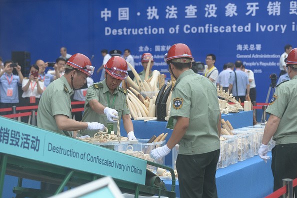 Chinese customs destroy about 662 kilograms of illegal ivory and ivory products at Beijing Wildlife Rescue and Rehabilitation Center on May 29, 2015 in Beijing.