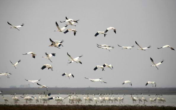 Siberian cranes spend winter at the Poyang Lake National Nature Reserve.