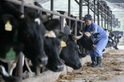 A worker looks after dairy cattle at a farm in Chongqing, China, on Dec. 2, 2008.