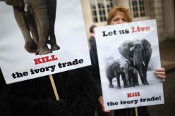 Anti-ivory protesters outisde the Illegal Wildlife Trade Conference