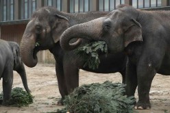 Elephants snack on Christmas trees at Berlin Zoo.