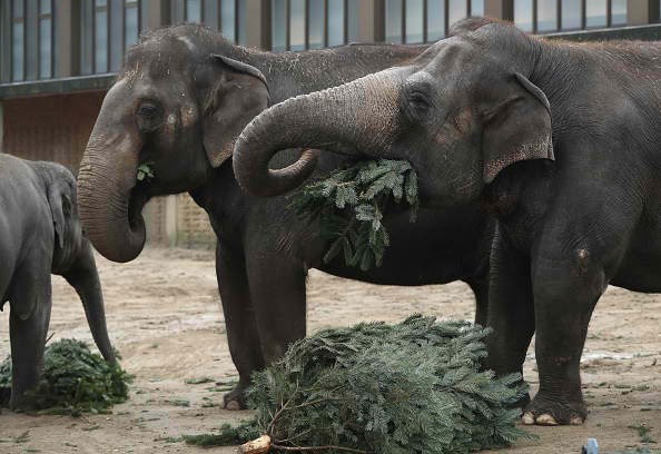 Elephants snack on Christmas trees at Berlin Zoo.