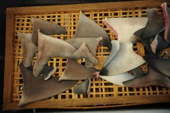 Indonesia's controversial shark fin trade