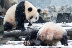 Giant Pandas Play After Snow In Hangzhou