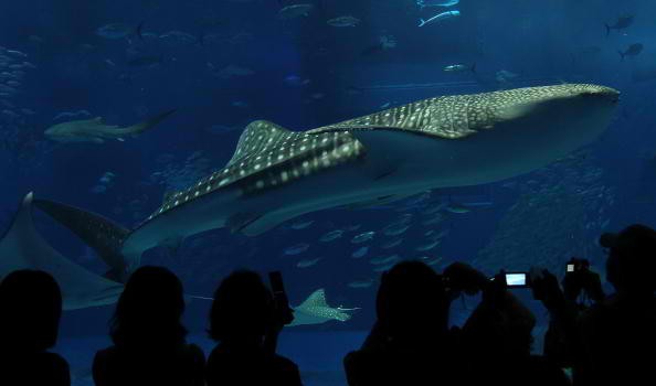 Okinawa Churaumi Aquarium attracts visitors