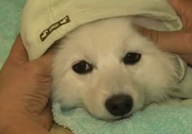 A puppy gets a massage at a doggy spa in China.